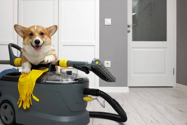 Pet-Friendly, Stain-Free – Steam Cleaning for a Cleaner Home!